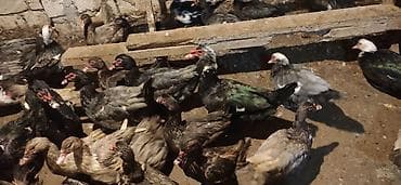 ordek qaz: - Növ: Lal ördək, amerikan sortu - Rənglər: tünd, ağ və qəhvəyi — 10