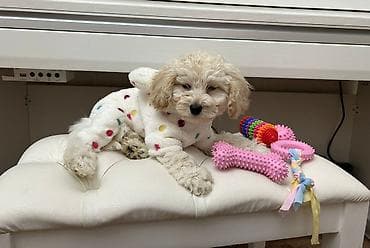 pudel satilir 2020: Pudel, 3 ay, Erkek, Peyvəndli, Pulsuz çatdırılma — 5