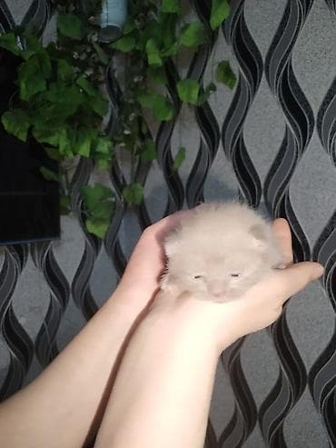 ceyran sekilleri: Şotland yastı qulaq, Pulsuz çatdırılma — 2