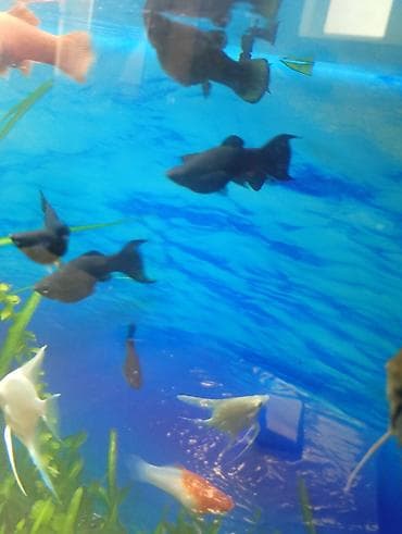 balıq qurdu: Molinezi, Sülhsevər — 1