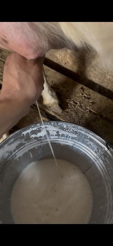 Şirniyyat məhsulları: Keçi südü gündəlik ən azı 10 litr olur ünvan Kürdəxanı kəndi 113 saylı — 3