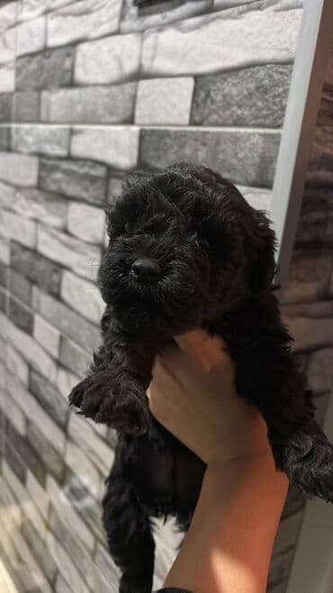 продам собаку доска объявлений sobaka: Pudel, 2 ay, Dişi, Ünvandan götürmə, Pulsuz çatdırılma — 2