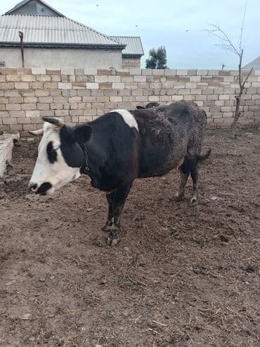 Məhsul: 2 baş iri buynuzlu heyvan Xüsusiyyətlər: - Növ: Mal-qara (1 lalafo.az -da Məhsul: 2 baş iri buynuzlu heyvan Xüsusiyyətlər: - Növ: Mal-qara (1