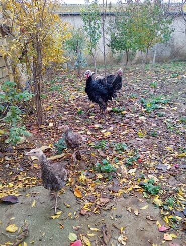 damaz: Erkək, Damazlıq — 1