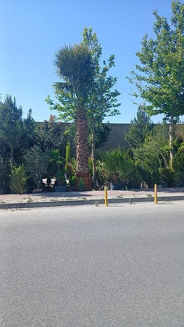 gavali agaci: Yüksək ölçülü dekorativ palma ağacı – palmalar 3000 nen 8000 ne qeder — 4