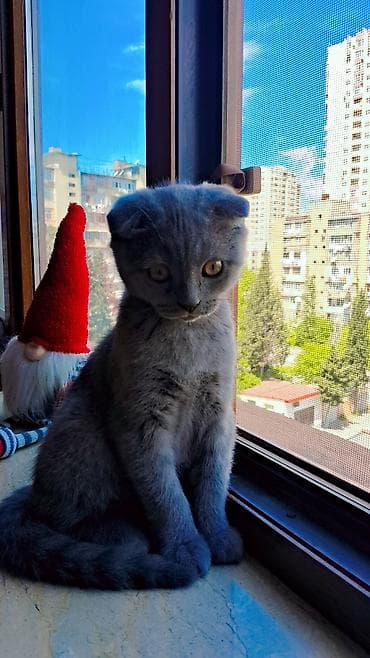 ucuz pisik: Şotland — 3