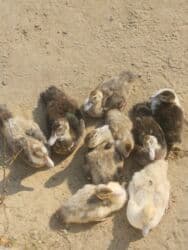 ördək balası satışı: Satılır 2 aylıqdır lal ördəkin balalarıdır 9 dənədir aktivdiler və — 4