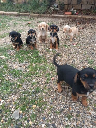 xamilyon heyvan: Çixuahua, 2 ay — 3