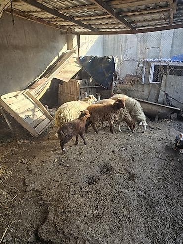 Птицы: Satış: qoyun və quzular dəsti - Növ: yerli qoyun cinsi (qarışıq — 6
