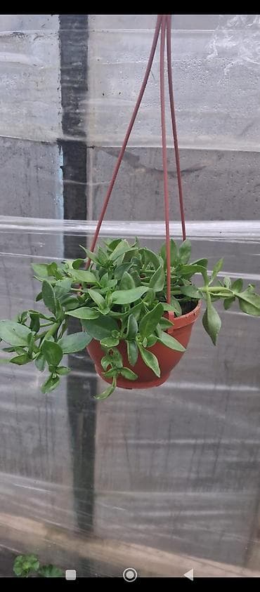 qazan desderi: Asma saksıda “Buzgülü” (Delosperma/Trailing Ice Plant) – — 6
