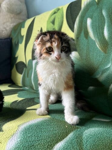 Şotland yastı qulaq, Dişi, Yaxşı əllərə, Ödənişli çatdırılma