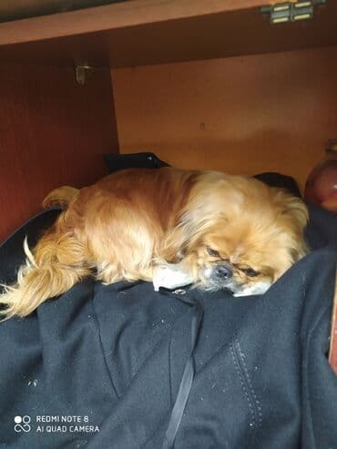 doberman itləri: Pekines — 1