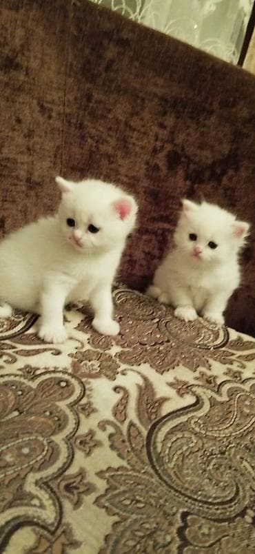 Şotland yastı qulaq, Dişi