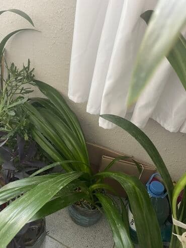 liliya gul: Otaq bitkiləri dəsti - Euphorbia milii (Tikanlı tac) – qalın tikanlı — 4