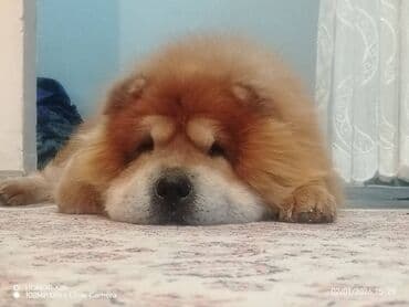 it telimi: Çau-Çau, Erkek, Peyvəndli, Ünvandan götürmə — 2