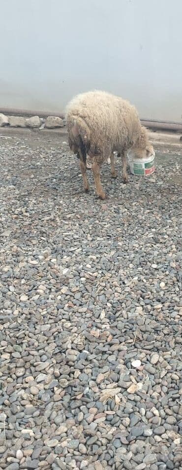 Akvariumlar: Cavan qoyundu qısırdı — 1