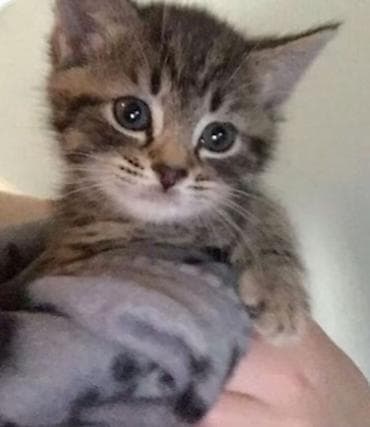 Tabbi, Erkək, Dişi, Yaxşı əllərə, Ünvandan götürmə, Pulsuz çatdırılma