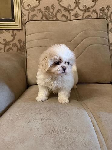 xalli itler: Pekines, Erkek — 2