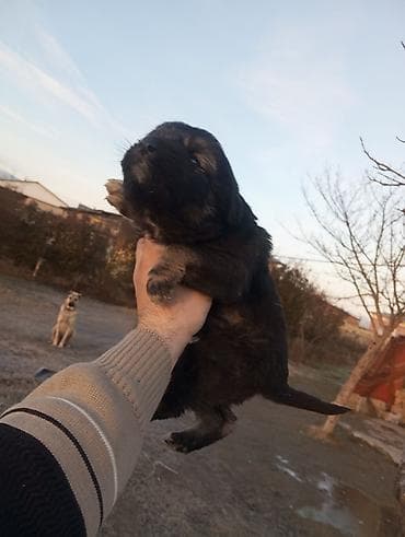 Gəmiricilər: Peyvəndli — 2