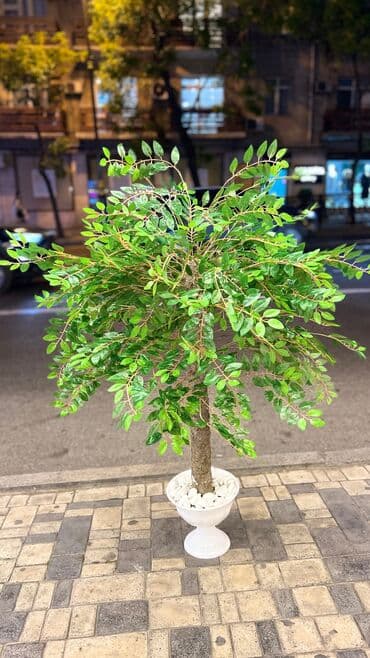 bitki toxumlari: Depodan bir basa satis 70azn baslayan dekarativ suni agaclar topdan — 21