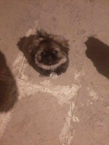 balonka türkçe ne demek: Pekines, 3 ay, Erkek — 4