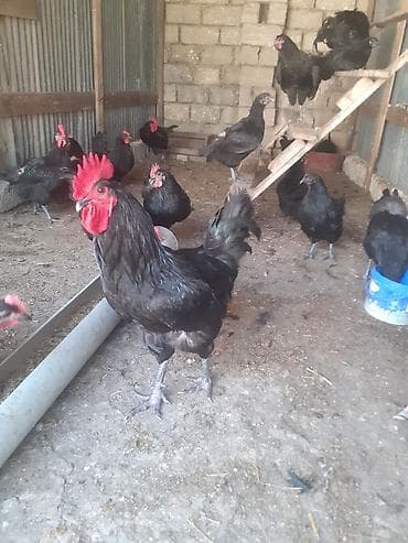 doberman satılık: Alman cinsi.Uzun quyruq Australorp təmiz cins.Xoruzlar satılır.Öz — 1
