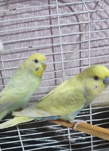 jako tutuquşusunun digər adı: Hazır cüt valnist satılır cütü 30 m endirim yoxdu — 6