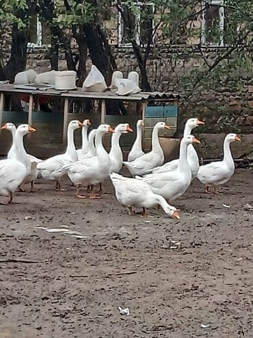 сколько стоит лошадь в азербайджане: Linda qazlari.İki suru teşkil edir.Bir suru 18 eded.Bir ilin — 3