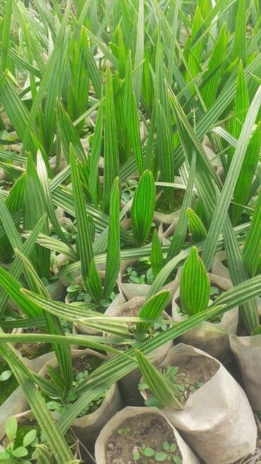 tikanli bitkiler: Finik evkalip — 1