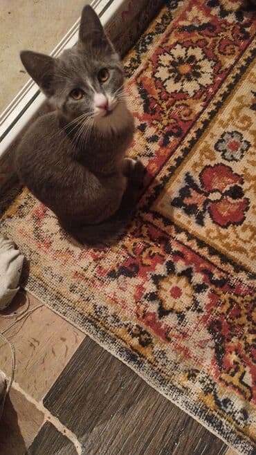 böyüməyən pişik: Dişi, Yaxşı əllərə — 5