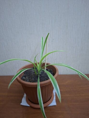 heserat yeyen bitki: Xlorofitum — sağlam və gözəl otaq bitkisi Tam sağlam və baxımlı — 1