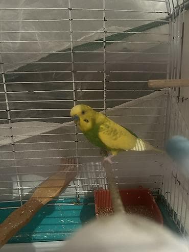 bala kirpi: Valnisti papuqay Hazır altı balalı valnistilər satılır balaya — 3