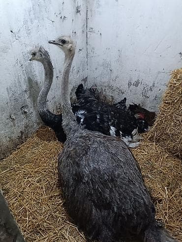 inek sekilleri: Məhsul: Devequşu yumurtası • Növ: Təbii devequşu yumurtaları • — 5