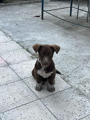 heyvanlarin satisi: Pitbul, 2 ay, Erkek — 1