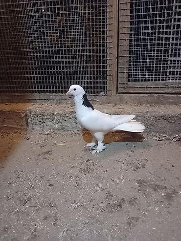 goyərcinlər: Salam təmiz ag quyrug qara boyun peçat. Ərkəy və saglamdı — 4