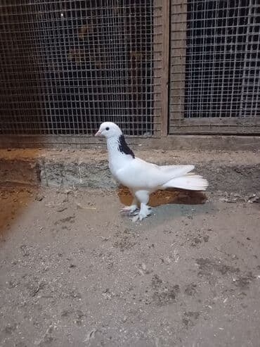 Salam 19 tük badam leley qara boyun ərkəy