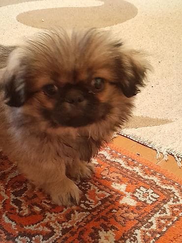 it balasi satilir: Pekines, 2 ay, Dişi, Ünvandan götürmə — 3