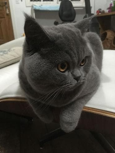 koska: Britan, Erkək, Yaxşı əllərə, Ödənişli çatdırılma — 2