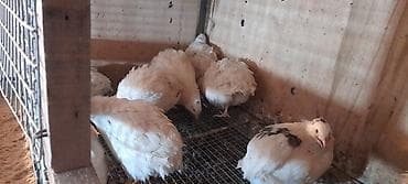 qu quşu haqqında məlumat: Ağ rəngli bildirçinlər (müxtəlif ləkəli fərdlər də var) - Cins — 1