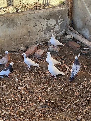 tap. az itler: Məhsul: Ev göyərçinləri sürüsü Təsvir: - Şəkillərdə müxtəlif rəng — 6