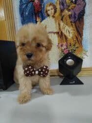 pudeler: Щенок мальтипу мини . мальчик .мама мальтипу папа пудель — 2