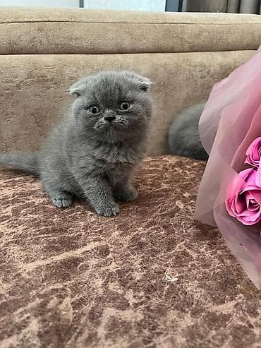 ragdoll pişik: Şotland yastı qulaq, Erkək, Dişi, Yaxşı əllərə, Ünvandan götürmə, Pulsuz çatdırılma, Ödənişli çatdırılma — 3