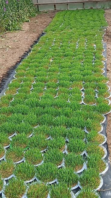 Buket güllər: Semeni — 4