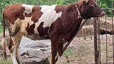 lal ordek nece gune bala cixarir: Dişi, Simental, il: 1, 300 kq — 7