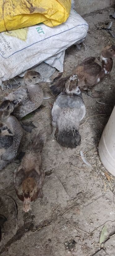 zumrud ordək: Ördək balaları - Növ: Muskoviy/mullard tipli ördək balaları - Rəng — 1