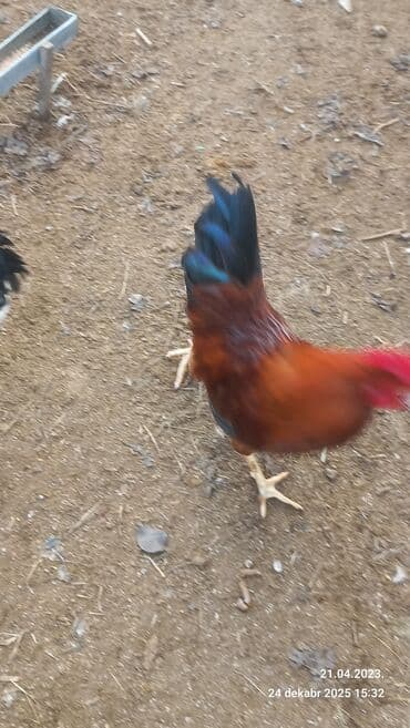 3D panellər: Saxlam xoruzdardi oz heyetimin hevanardi her rgde var — 2