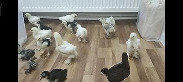 Toyuq cücələri, Ətlik