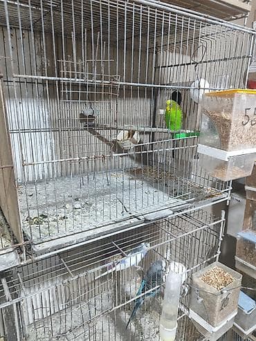 Cüt papuqaylar satılır hamısı. cüt 25m, yumurtalı 35m, altı balalı — 5
