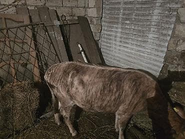 ətlik inək cinsləri: Mal-qara – cins buzağı/yağlılıqda dana - Növ: iri buynuzlu heyvan — 2