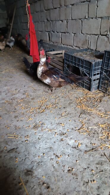 Muscovy ördəyi (indo duck) - Rəng: qarışıq qəhvəyi-qara, sinədə və